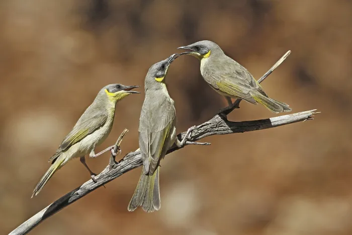 Framed Print : Grey-headed Honeyeater (Lichenostomus keartlandi) three adults