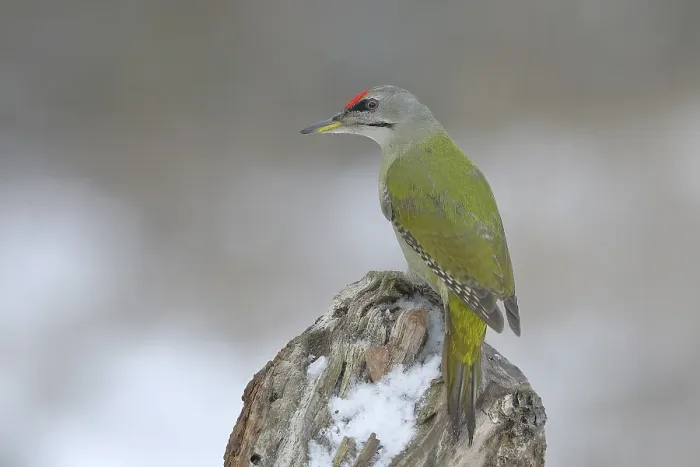 Framed Print : Grey-headed woodpecker (Picus canus)