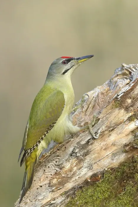 Framed Print : Grey-headed woodpecker (Picus canus)