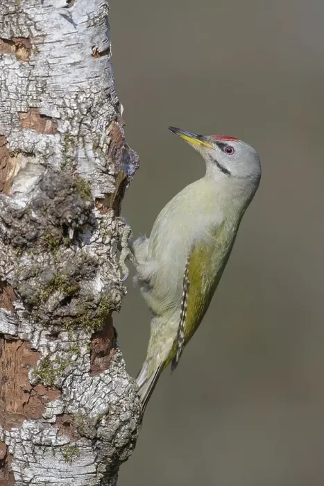 Framed Print : Grey-headed woodpecker (Picus canus)