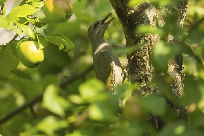 Framed Print : Grey-headed Woodpecker (Picus canus)