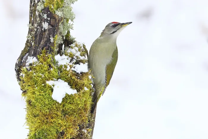 Framed Print : Grey-headed woodpecker (Picus canus)