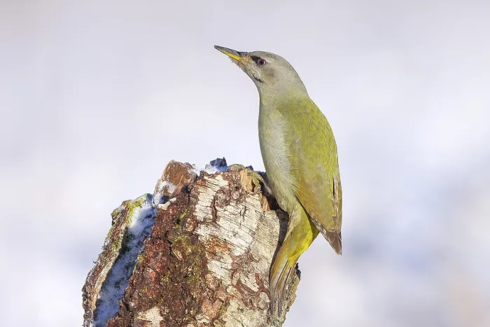 Framed Print : Grey-headed woodpecker (Picus canus)