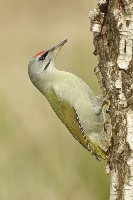 Framed Print : Grey-headed woodpecker (Picus canus)