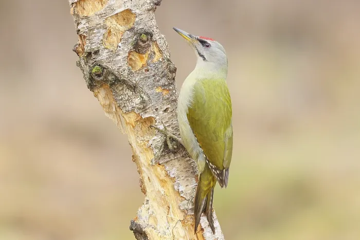 Framed Print : Grey-headed woodpecker (Picus canus)