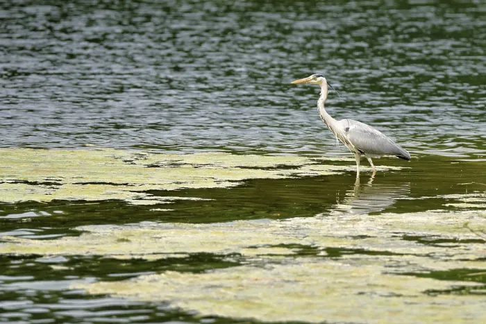 Framed Print : Grey heron Framed Print : Grey heron