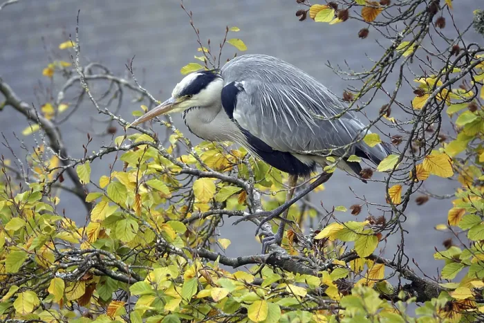 Framed Print : Grey heron