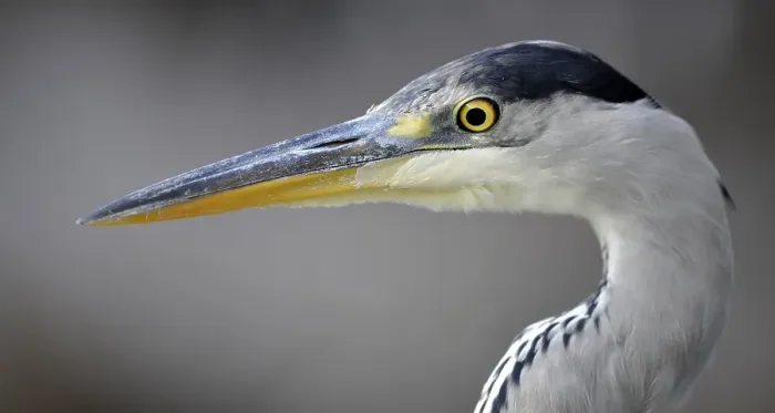 Framed Print : Grey Heron (Ardea cinerea) Framed Print : Grey Heron (Ardea cinerea)