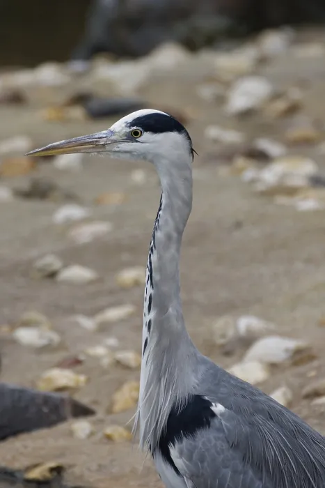 Framed Print : Grey heron, Ardea cinerea