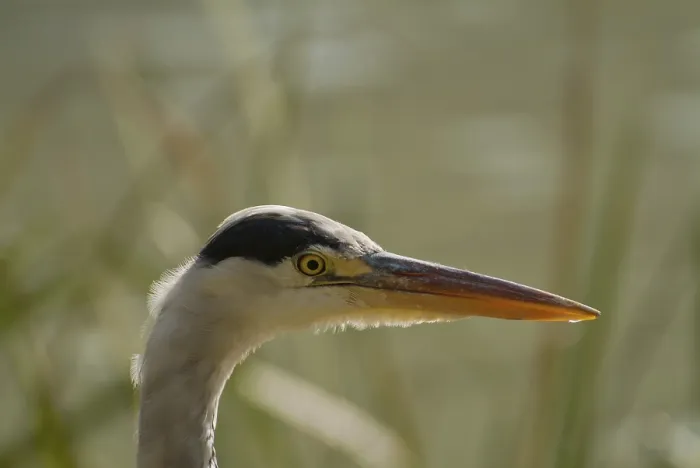 Framed Print : Grey heron (Ardea cinerea)