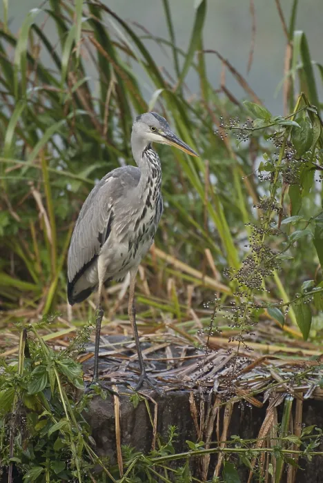 Framed Print : Grey heron (Ardea cinerea) Framed Print : Grey heron (Ardea cinerea)