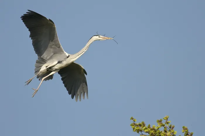 Framed Print : Grey heron (Ardea cinerea) Framed Print : Grey heron (Ardea cinerea)