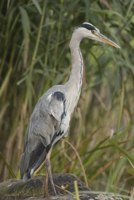 Framed Print : Grey heron (Ardea cinerea) Framed Print : Grey heron (Ardea cinerea)