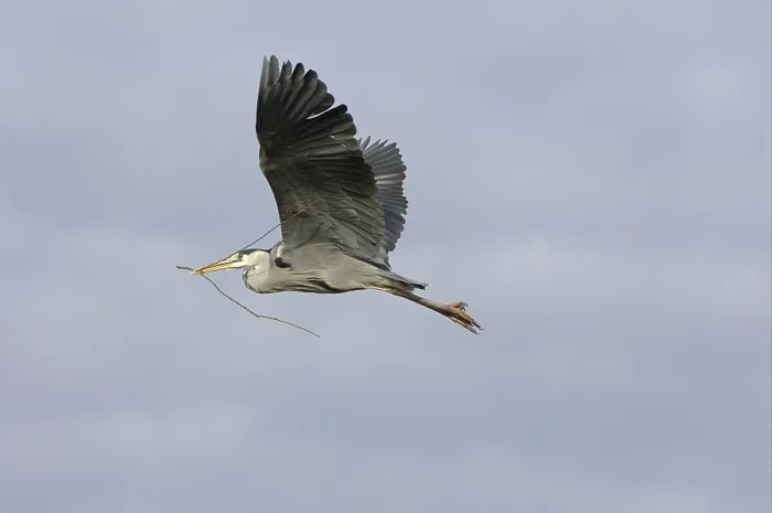 Framed Print : Grey Heron (Ardea cinerea), adult