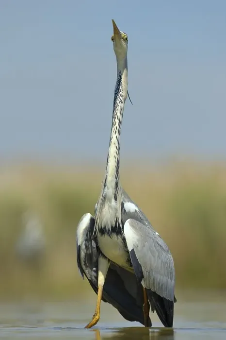 Framed Print : Grey Heron (Ardea cinerea), adult bird displaying
