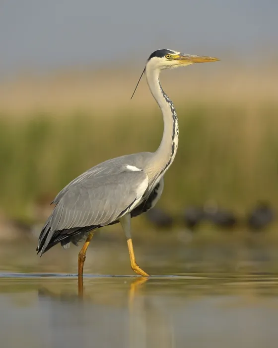 Framed Print : Grey Heron (Ardea cinerea), adult bird foraging for food