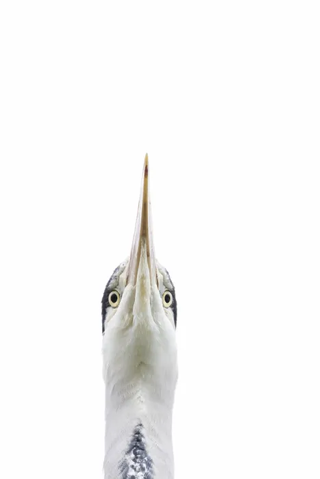 Framed Print : Grey heron (Ardea cinerea) adult bird head portrait Framed Print : Grey heron (Ardea cinerea) adult bird head portrait