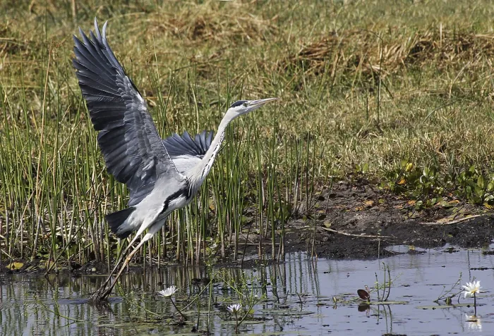 Framed Print : Grey Heron (ardea cinerea), Adult in Flight Framed Print : Grey Heron (ardea cinerea), Adult in Flight