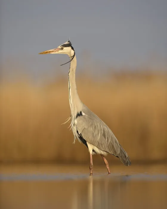 Framed Print : Grey heron (Ardea cinerea), adult standing Framed Print : Grey heron (Ardea cinerea), adult standing