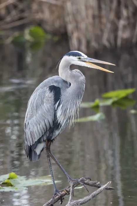 Framed Print : Grey heron (Ardea cinerea), Anhinga Trail Framed Print : Grey heron (Ardea cinerea), Anhinga Trail