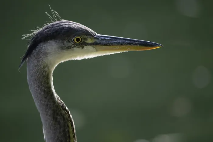 Framed Print : Grey heron (Ardea cinerea), animal portrait