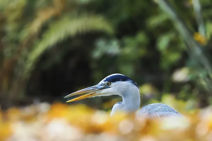 Framed Print : Grey heron (Ardea cinerea), animal portrait Framed Print : Grey heron (Ardea cinerea), animal portrait