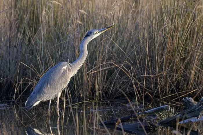 Framed Print : Grey heron (Ardea cinerea), attentive Framed Print : Grey heron (Ardea cinerea), attentive