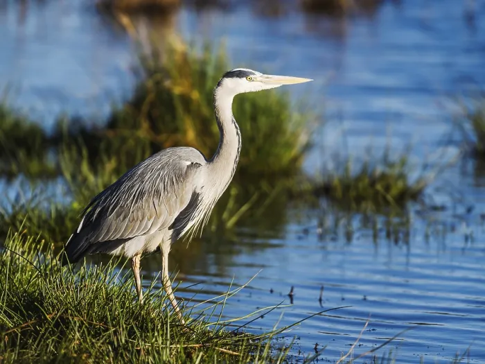 Framed Print : Grey Heron, Ardea cinerea, bird in winter on marshes in winter