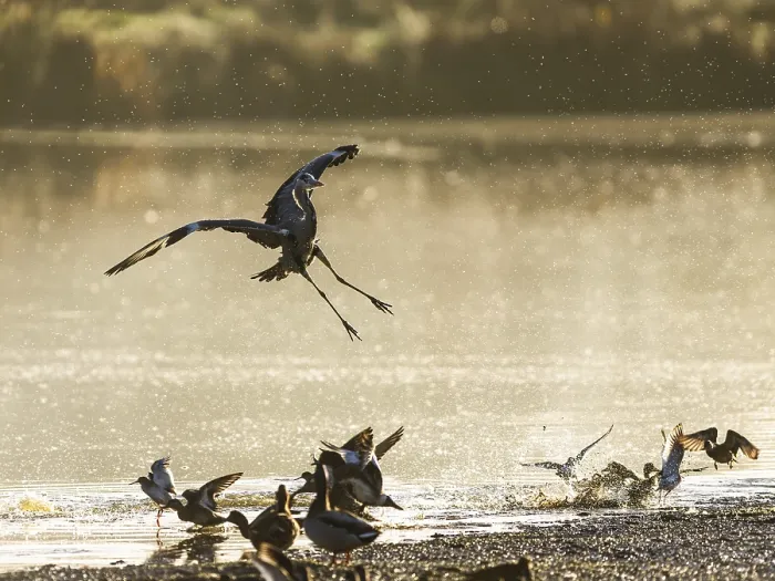 Framed Print : Grey Heron, Ardea cinerea, bird in winter on marshes in winter soft morning light