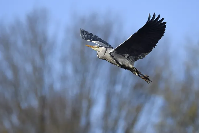Framed Print : Grey heron (Ardea cinerea), in flight Framed Print : Grey heron (Ardea cinerea), in flight