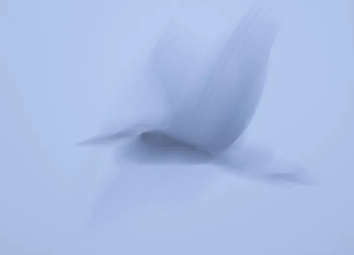 Framed Print : Grey heron (Ardea cinerea) in flight