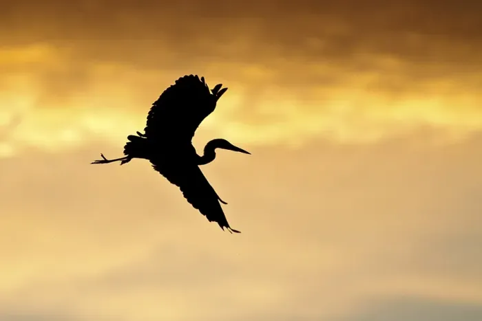 Framed Print : Grey Heron (Ardea cinerea), in flight in the morning light