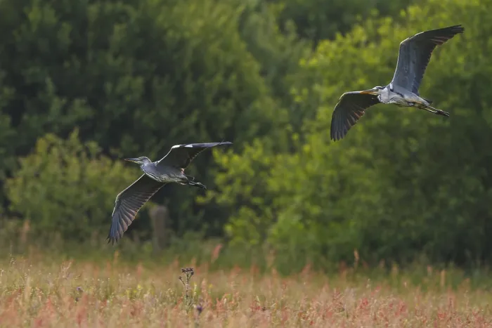 Framed Print : Grey Heron (Ardea cinerea) flying