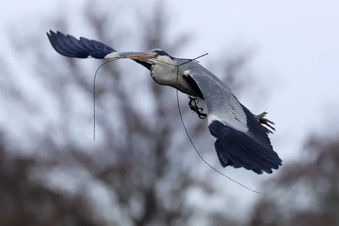 Framed Print : Grey heron (Ardea cinerea) flying with nesting material