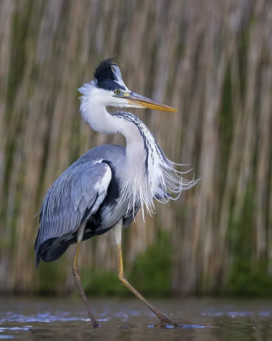 Framed Print : Grey heron (Ardea cinerea) foraging in reeds Framed Print : Grey heron (Ardea cinerea) foraging in reeds