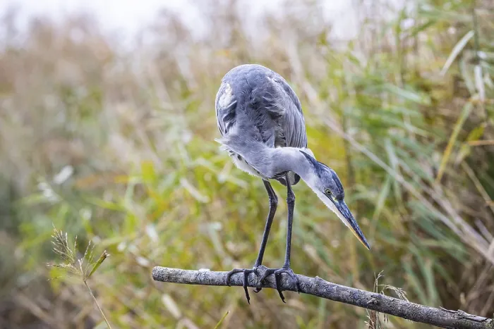 Framed Print : Grey heron (Ardea cinerea) Germany