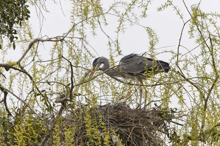 Framed Print : Grey Heron (Ardea cinerea), Gottingen