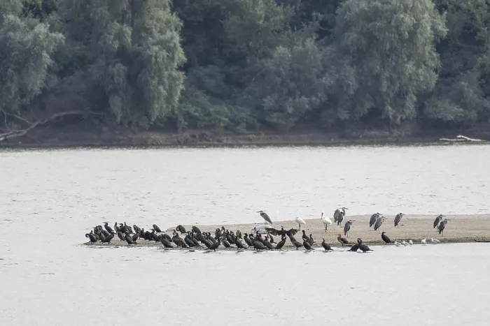 Framed Print : Grey heron (Ardea cinerea) and great cormorant (Phalacrocorax carbo) on a sandbank in the Danube Framed Print : Grey heron (Ardea cinerea) and great cormorant (Phalacrocorax carbo) on a sandbank in the Danube