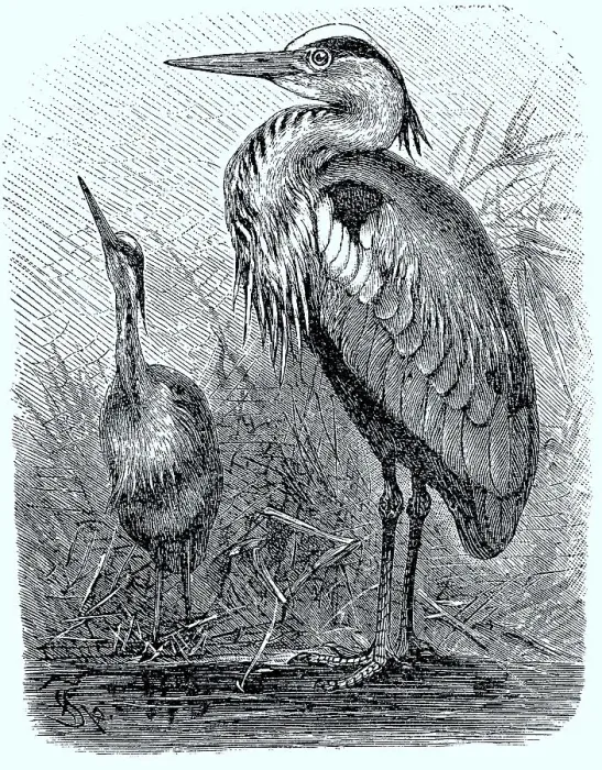 Framed Print : Grey Heron (Ardea cinerea), grey heron