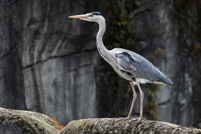 Framed Print : Grey heron (Ardea cinerea), also grey heron