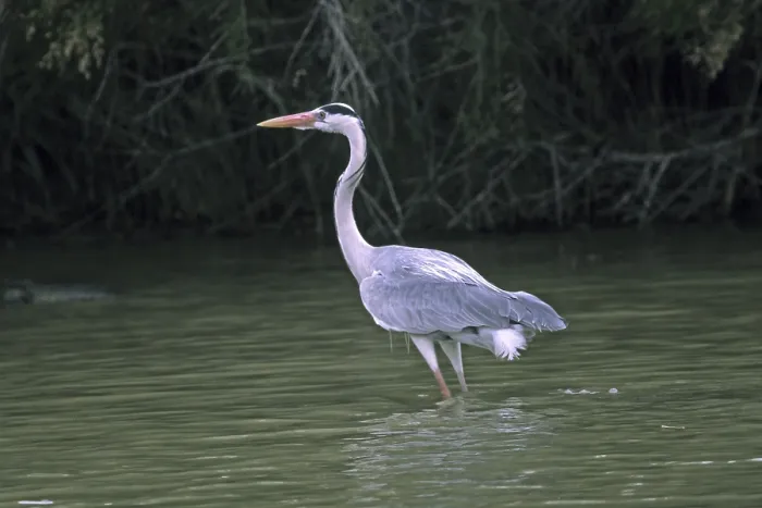 Framed Print : Grey Heron, Ardea cinerea, Heron