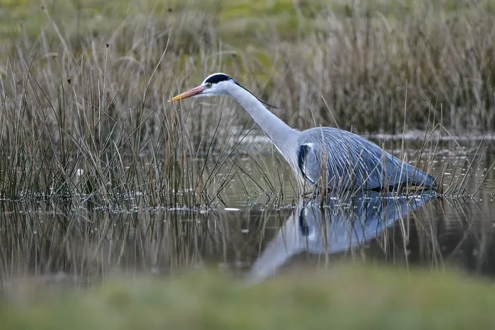 Framed Print : Grey heron (Ardea cinerea), hunting