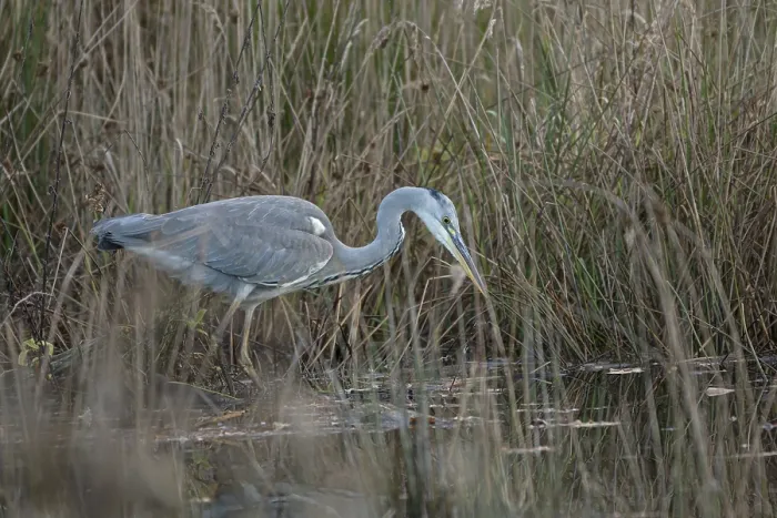 Framed Print : Grey heron (Ardea cinerea), hunting Framed Print : Grey heron (Ardea cinerea), hunting