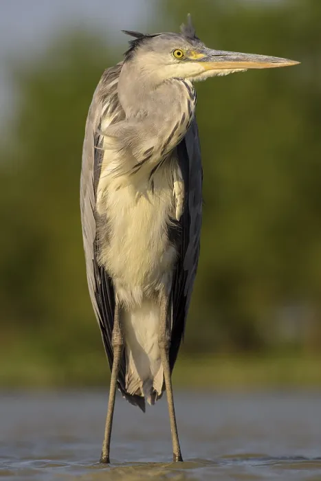 Framed Print : Grey heron (Ardea cinerea), juvenile Framed Print : Grey heron (Ardea cinerea), juvenile