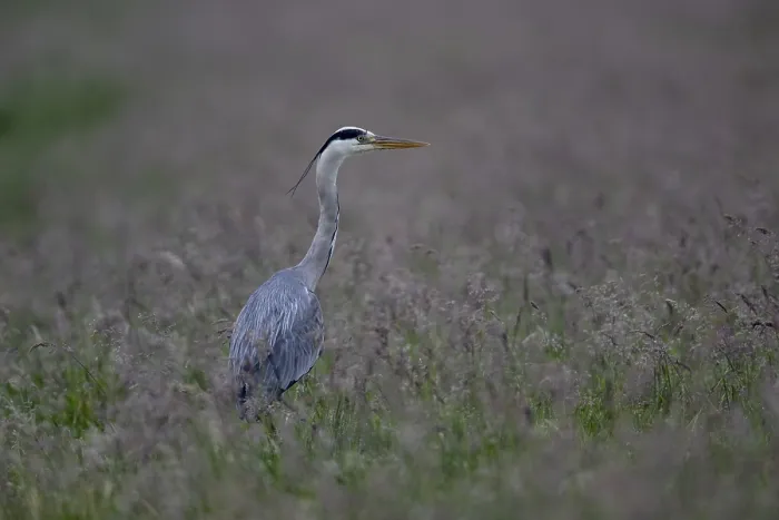 Framed Print : Grey heron (Ardea cinerea) in a meadow)