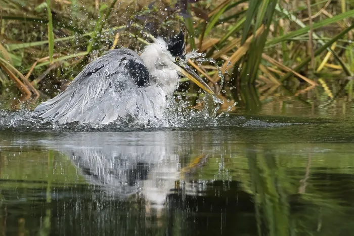 Framed Print : A grey heron (Ardea cinerea) moves in the water