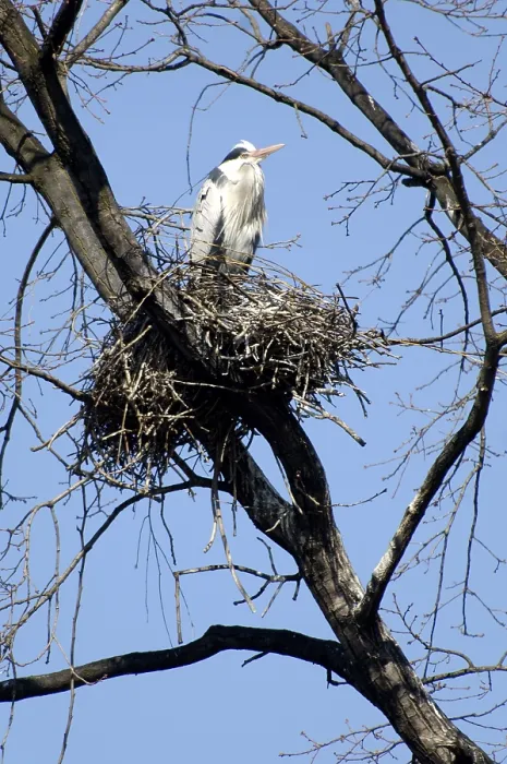 Framed Print : Grey heron (Ardea cinerea) at nest