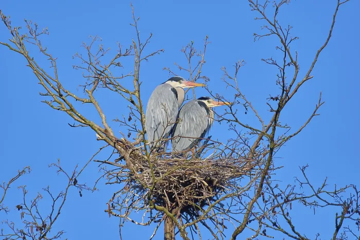 Framed Print : Grey Heron (Ardea cinerea), pair on nest Framed Print : Grey Heron (Ardea cinerea), pair on nest