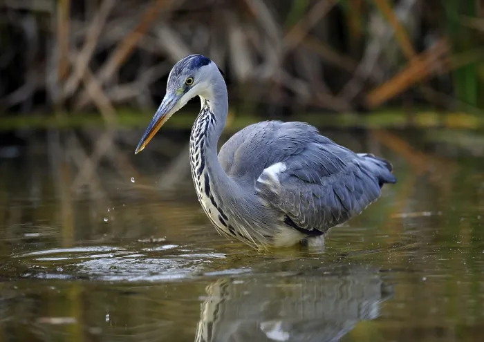 Framed Print : Grey Heron (Ardea cinerea) in a pond