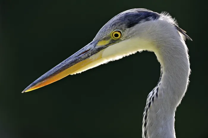 Framed Print : Grey Heron (Ardea cinerea), portrait